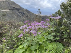 Pericallis webbii
