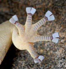 Socotra Giant Gecko photo 3