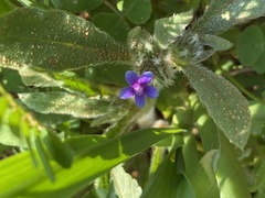 Anchusa aggregata