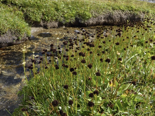 Juncus mertensianus iNat (1)
