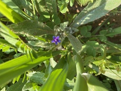 Anchusa aggregata