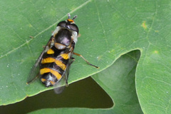 Didea intermedia