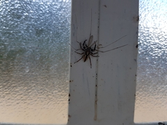 Menemerus bivittatus