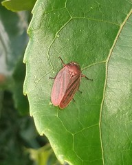 Mahanarva fimbriolata