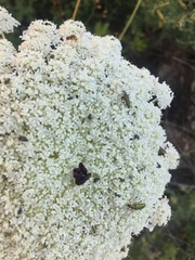 Chrysanthia flavipes