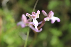 Orchis sitiaca