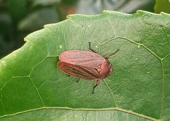 Mahanarva fimbriolata