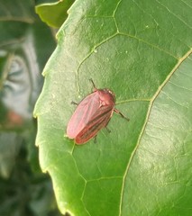 Mahanarva fimbriolata