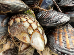 Pollicipes polymerus