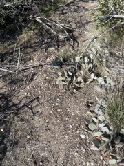 Opuntia basilaris