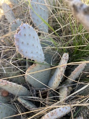 Opuntia basilaris