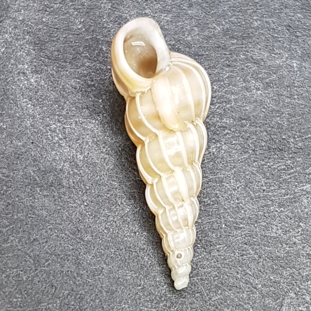 finely ribbed wentletrap