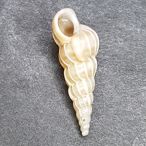 finely ribbed wentletrap