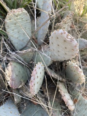 Opuntia basilaris