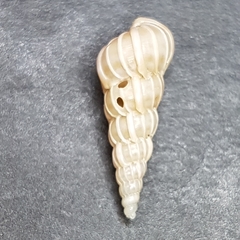 Epitonium turtonis