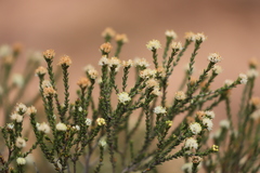 Microcybe multiflora multiflora