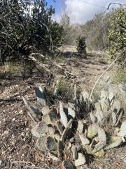 Opuntia basilaris