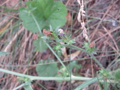 Cichorium intybus