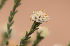 Microcybe multiflora multiflora