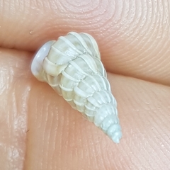Epitonium turtonis