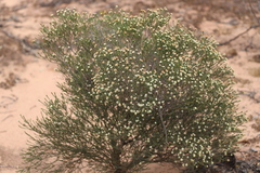 Microcybe multiflora multiflora