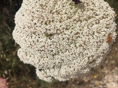Chrysanthia flavipes