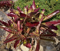 Neoregelia marmorata