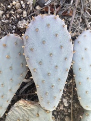 Opuntia basilaris