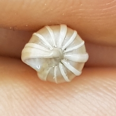 Epitonium turtonis