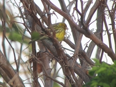 Serinus canaria canaria