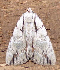 Catocala clintonii