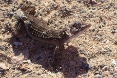 Tarentola angustimentalis