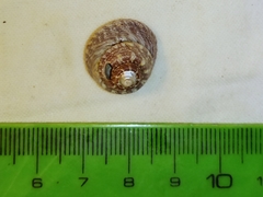 Steromphala albida