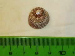 Steromphala albida