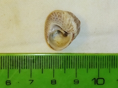 Steromphala albida