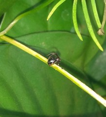 Tessarecphora arachnoides