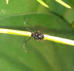 Tessarecphora arachnoides