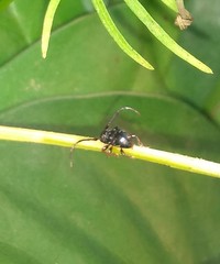 Tessarecphora arachnoides