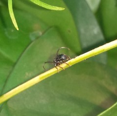 Tessarecphora arachnoides