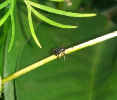 Tessarecphora arachnoides