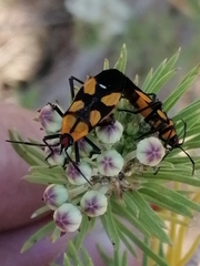 Oncopeltus spectabilis