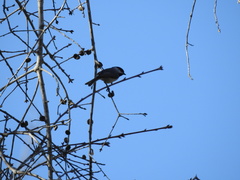 Poecile carolinensis image