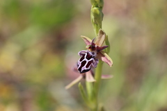 Ophrys cretica