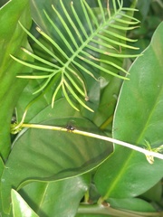 Tessarecphora arachnoides