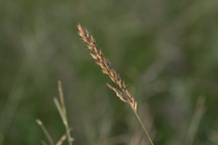 Schmidtia pappophoroides