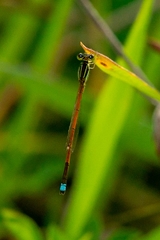 Ischnura aurora aurora