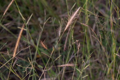 Aristida congesta barbicollis