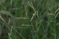 Urochloa mosambicensis