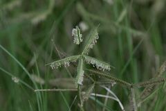 Dactyloctenium australe