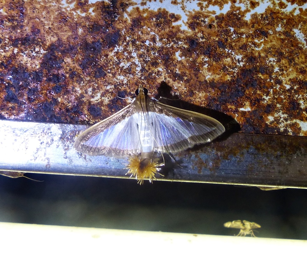 Melonworm Moth from Yacutinga Lodge, Misiones, Argentina on January 25 ...